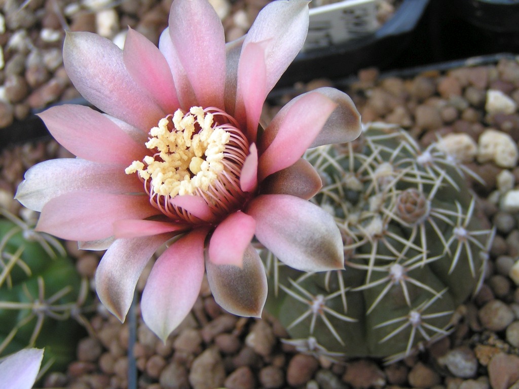 Gymnocalycium heidiae GN 93-714_303